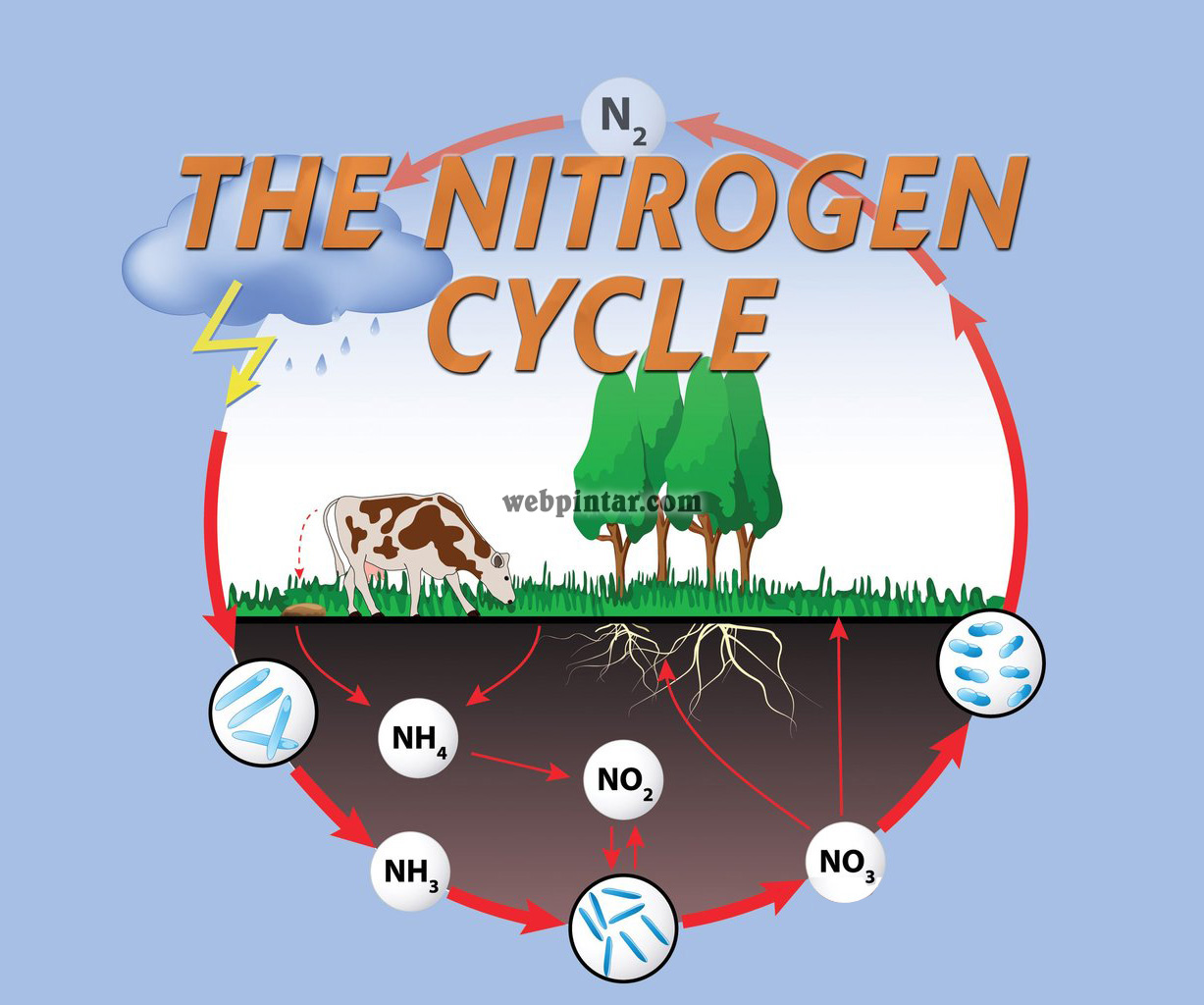 pengertian siklus nitrogen