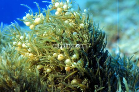 Pengertian, Klasifikasi dan Pemanfaatan Rumput Laut